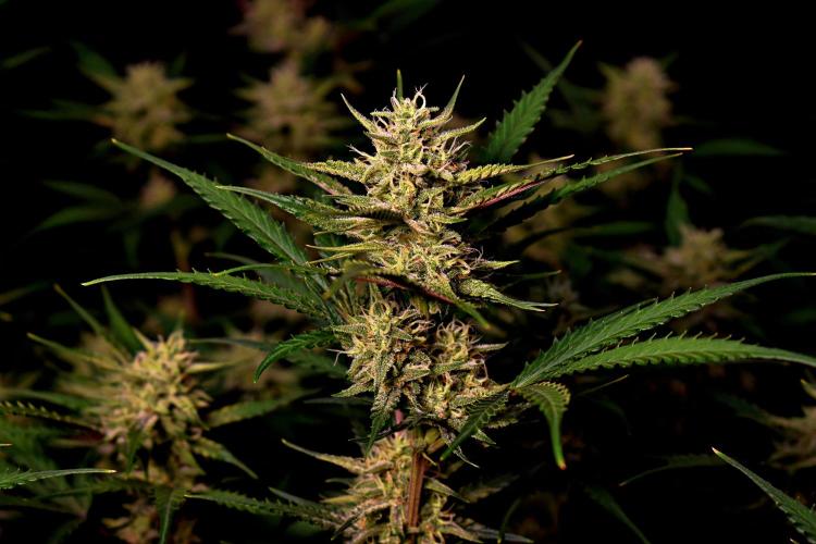 3 Delicious Fast Buds Outdoor Autos. Week 8 - Guava