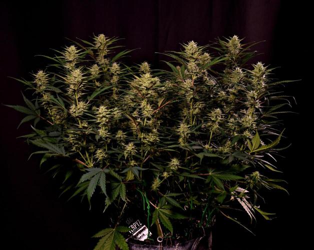 3 Delicious Fast Buds Outdoor Autos. Week 8 - Guava