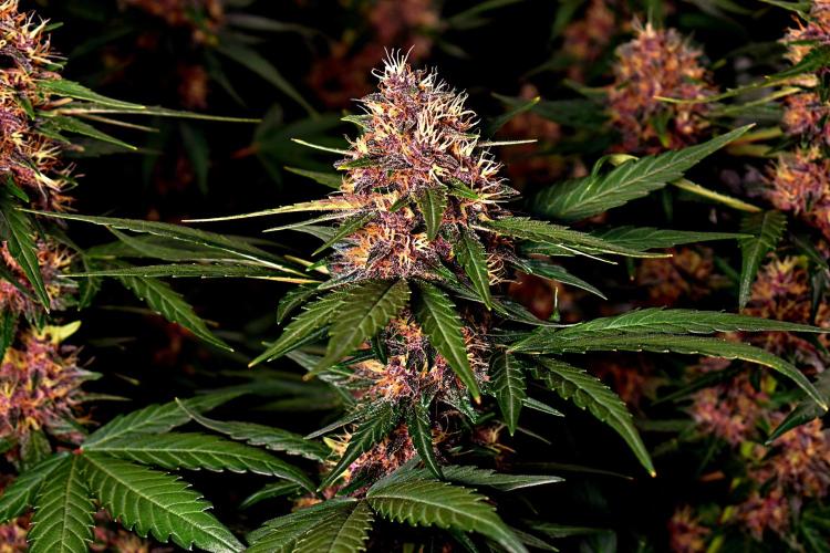 3 Delicious Fast Buds Outdoor Autos. Week 8 - Lemon Cherry Cookies