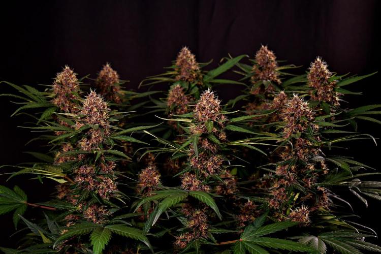 3 Delicious Fast Buds Outdoor Autos. Week 8 - Lemon Cherry Cookies