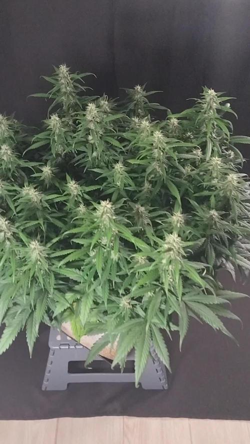 3 Delicious Fast Buds Outdoor Autos
