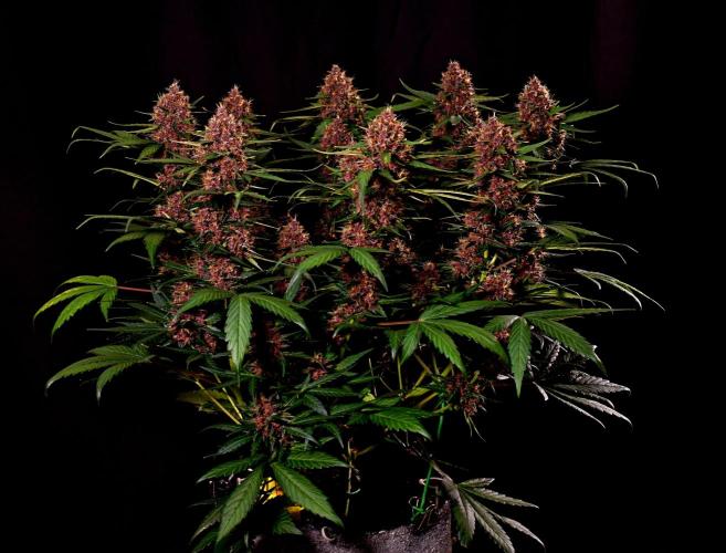 Fast Buds - Apricot Auto by Nickeluring