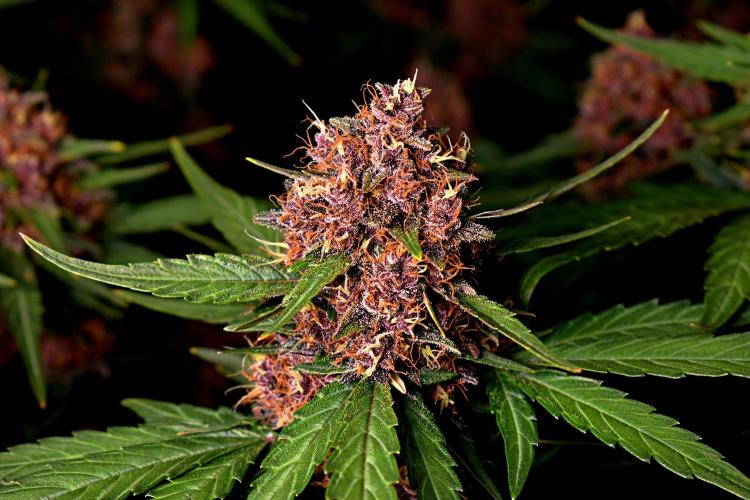 3 Delicious Fast Buds Outdoor Autos. Week 9 - Lemon Cherry Cookies