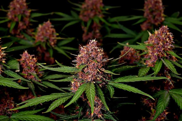 3 Delicious Fast Buds Outdoor Autos. Week 9 - Lemon Cherry Cookies