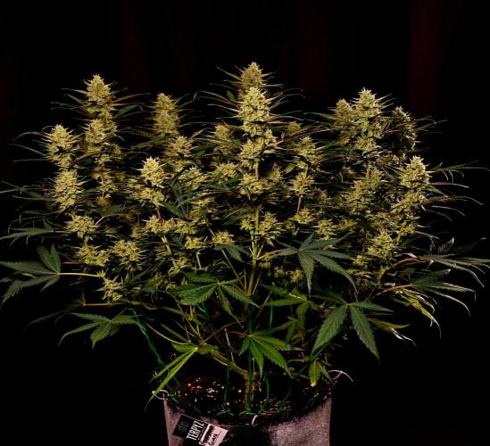 3 Delicious Fast Buds Outdoor Autos. Week 9 - Guava