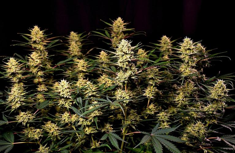 3 Delicious Fast Buds Outdoor Autos. Week 9 - Guava