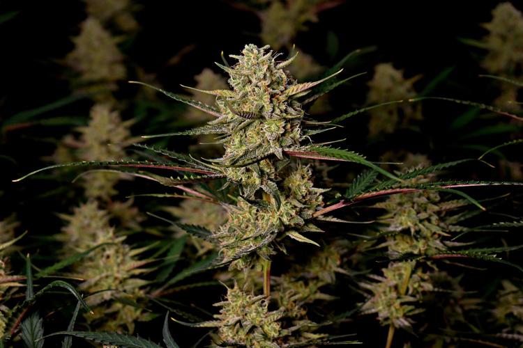 3 Delicious Fast Buds Outdoor Autos. Week 9 - Guava