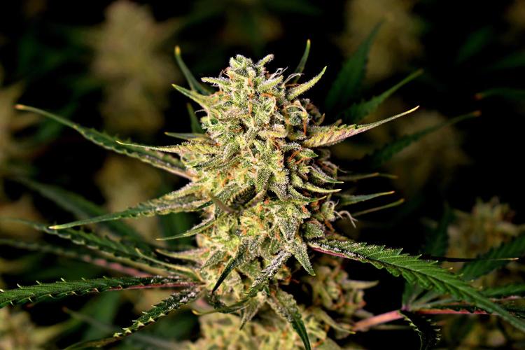 3 Delicious Fast Buds Outdoor Autos. Week 9 - Guava