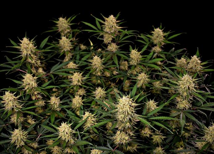 3 Delicious Fast Buds Outdoor Autos. Week 9 - Guava