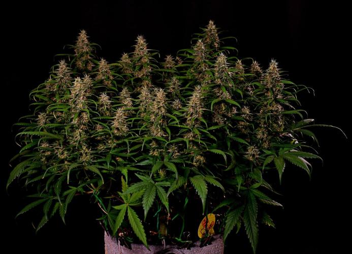 3 Delicious Fast Buds Outdoor Autos. Week 9 - Apricot