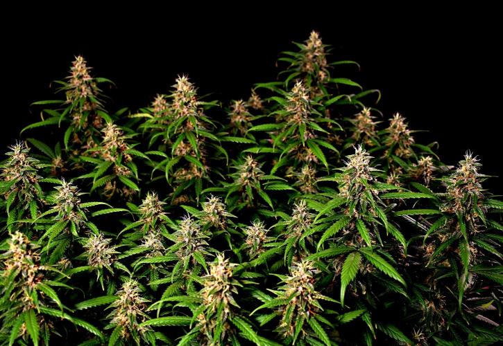 3 Delicious Fast Buds Outdoor Autos. Week 9 - Apricot