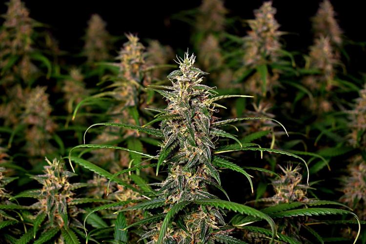 3 Delicious Fast Buds Outdoor Autos. Week 9 - Apricot