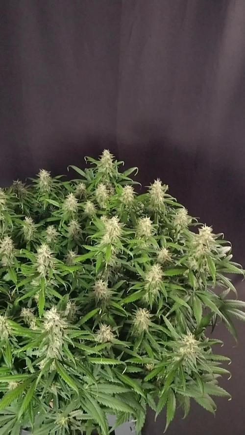 3 Delicious Fast Buds Outdoor Autos