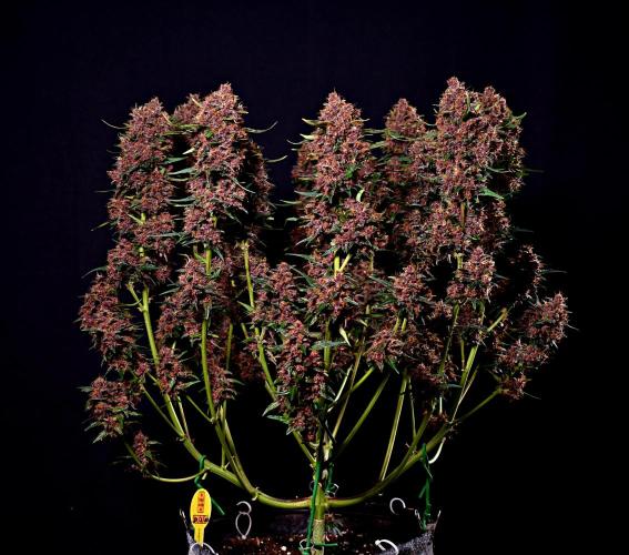 3 Delicious Fast Buds Outdoor Autos. Week 10