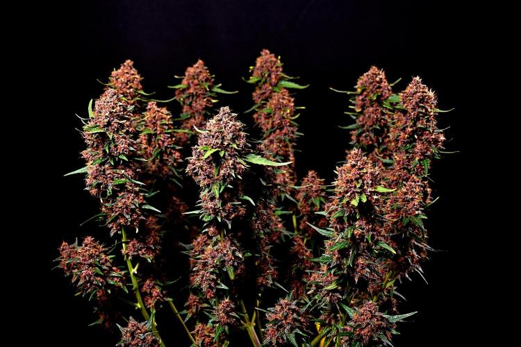 3 Delicious Fast Buds Outdoor Autos. Week 10