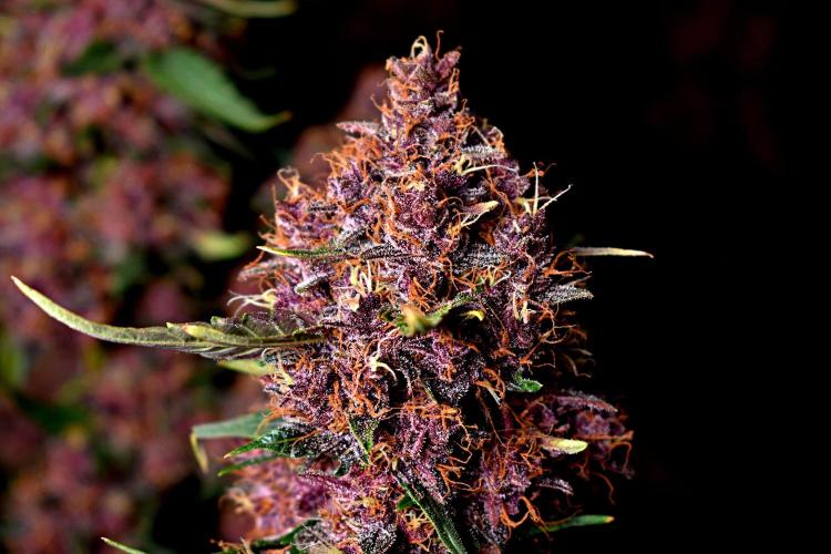 3 Delicious Fast Buds Outdoor Autos. Week 10
