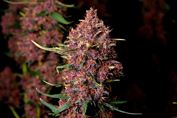3 Delicious Fast Buds Outdoor Autos. Week 10