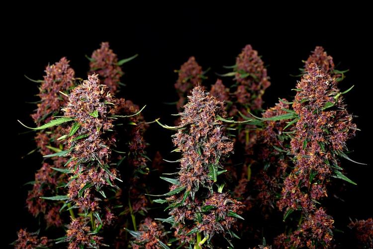 3 Delicious Fast Buds Outdoor Autos. Week 10