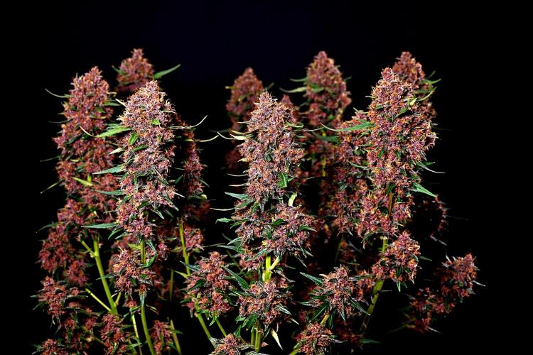 3 Delicious Fast Buds Outdoor Autos. Week 10