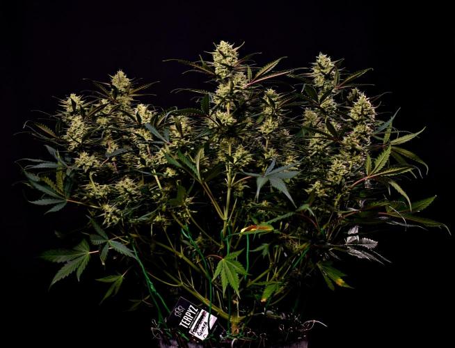 3 Delicious Fast Buds Outdoor Autos. Week 10 - Guava