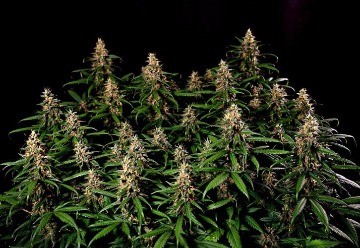 3 Delicious Fast Buds Outdoor Autos. Week 10 - Apricot