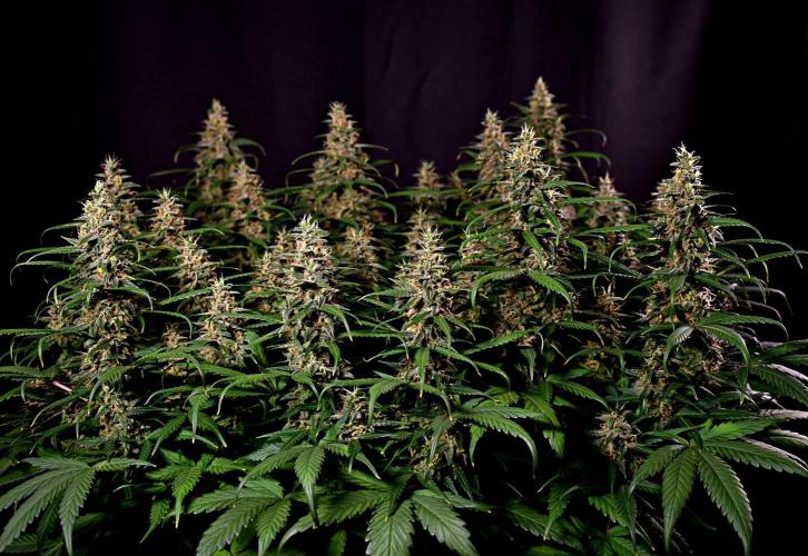 3 Delicious Fast Buds Outdoor Autos. Week 10 - Apricot