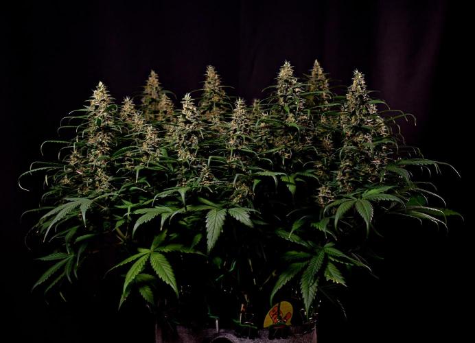 3 Delicious Fast Buds Outdoor Autos. Week 10 - Apricot