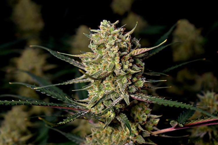 3 Delicious Fast Buds Outdoor Autos. Week 10 - Guava