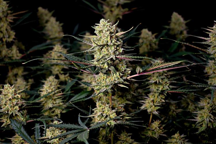 3 Delicious Fast Buds Outdoor Autos. Week 10 - Guava