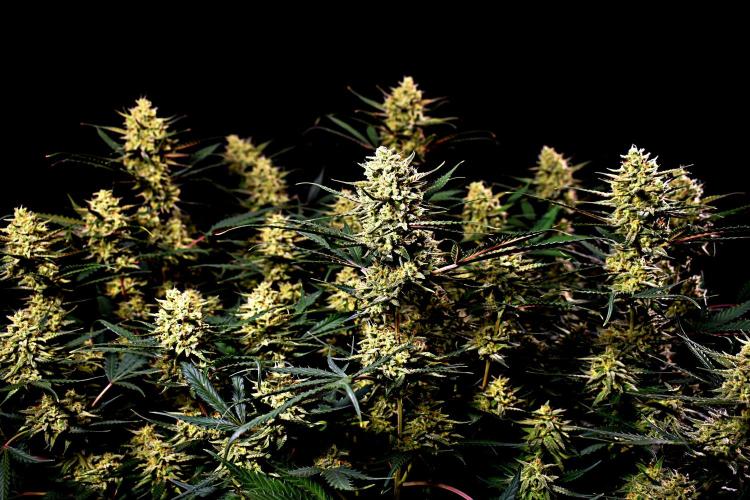 3 Delicious Fast Buds Outdoor Autos. Week 10 - Guava