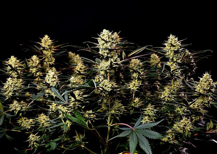 3 Delicious Fast Buds Outdoor Autos. Week 10 - Guava