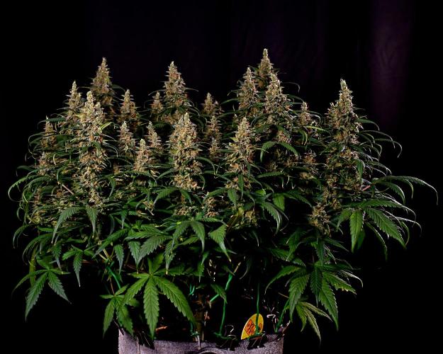 3 Delicious Fast Buds Outdoor Autos. Week 11 - Apricot