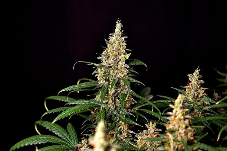 3 Delicious Fast Buds Outdoor Autos. Week 11 - Apricot