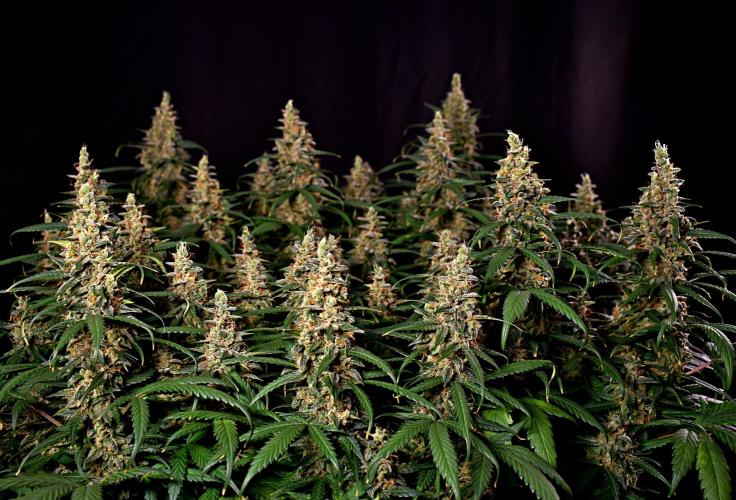 3 Delicious Fast Buds Outdoor Autos. Week 11 - Apricot