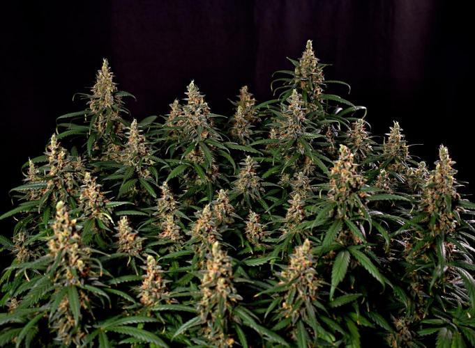 3 Delicious Fast Buds Outdoor Autos. Week 11 - Apricot
