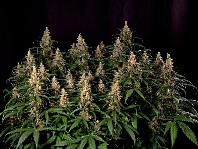 3 Delicious Fast Buds Outdoor Autos. Week 11 - Apricot