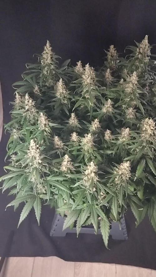 3 Delicious Fast Buds Outdoor Autos