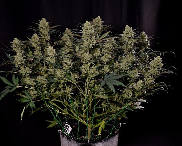 3 Delicious Fast Buds Outdoor Autos. Week 11
