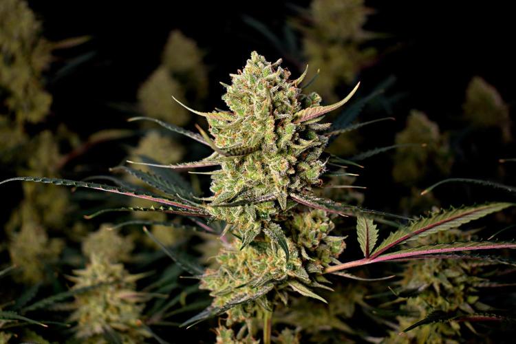 3 Delicious Fast Buds Outdoor Autos. Week 11