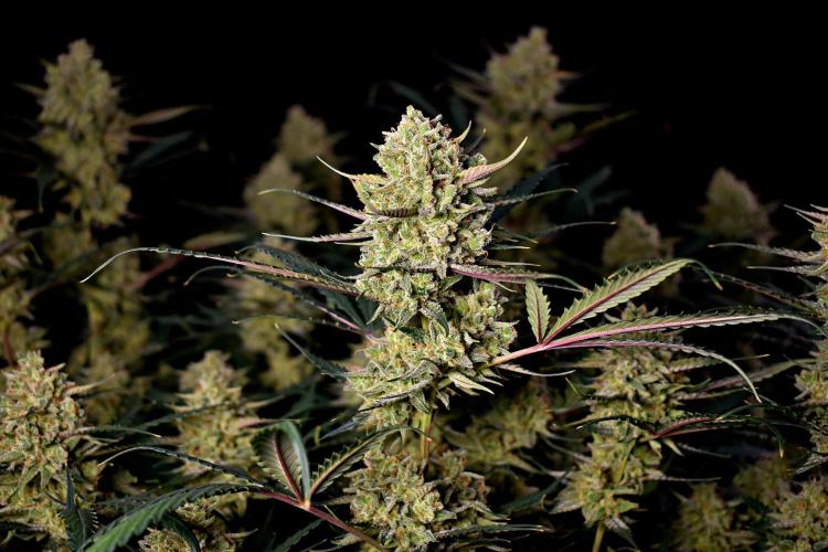 3 Delicious Fast Buds Outdoor Autos. Week 11