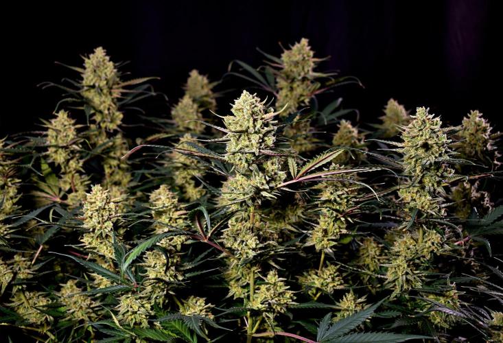 3 Delicious Fast Buds Outdoor Autos. Week 11