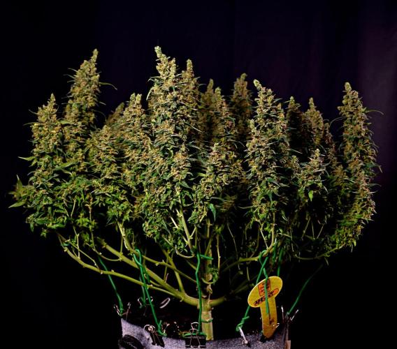 3 Delicious Fast Buds Outdoor Autos. Week 11 - Apricot