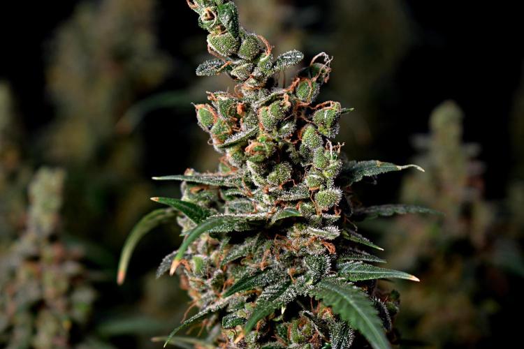 3 Delicious Fast Buds Outdoor Autos. Week 11 - Apricot