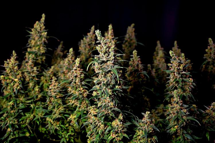 3 Delicious Fast Buds Outdoor Autos. Week 11 - Apricot