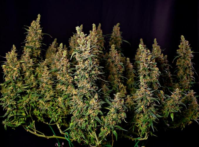 3 Delicious Fast Buds Outdoor Autos. Week 11 - Apricot