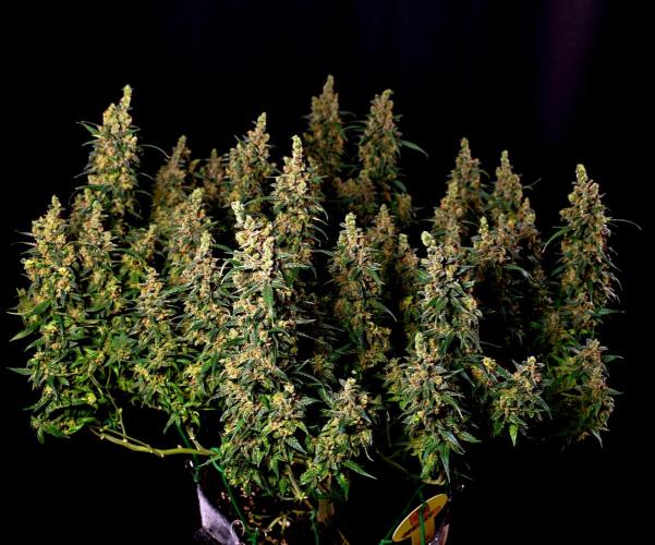 3 Delicious Fast Buds Outdoor Autos. Week 11 - Apricot