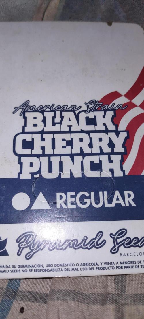 Black Cherry punch regular. Week 0