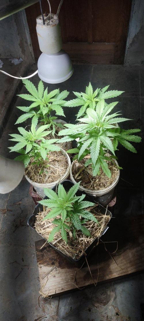 Mix Pack FF. Week 0
