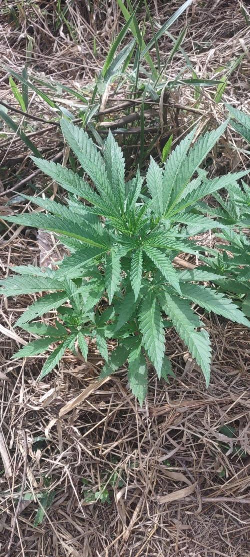 Mix pack fast buds. Week 8