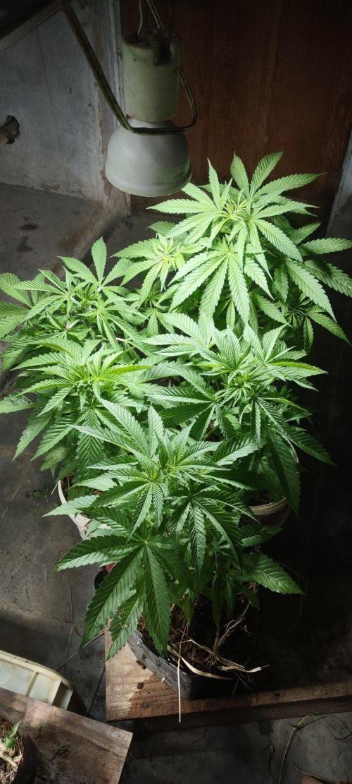 Mix pack fast buds. Week 8